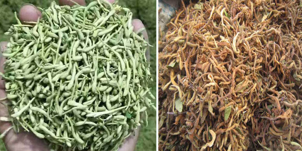 烘干金銀花畝產利潤多少？專業廠家詳解真實利潤